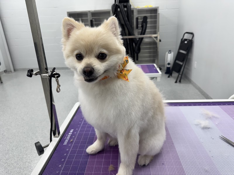 Fluffy Puppy Grooming photo 2