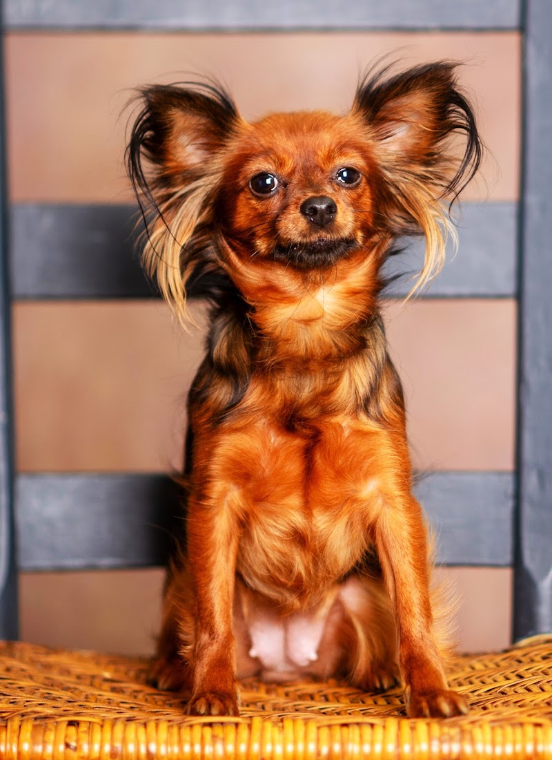Photo of Fluffy Puppy Grooming