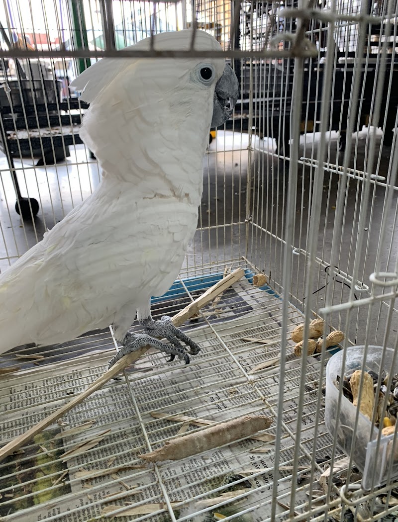 Las Dos Arelis Pet Shop & Exotic Birds photo 3