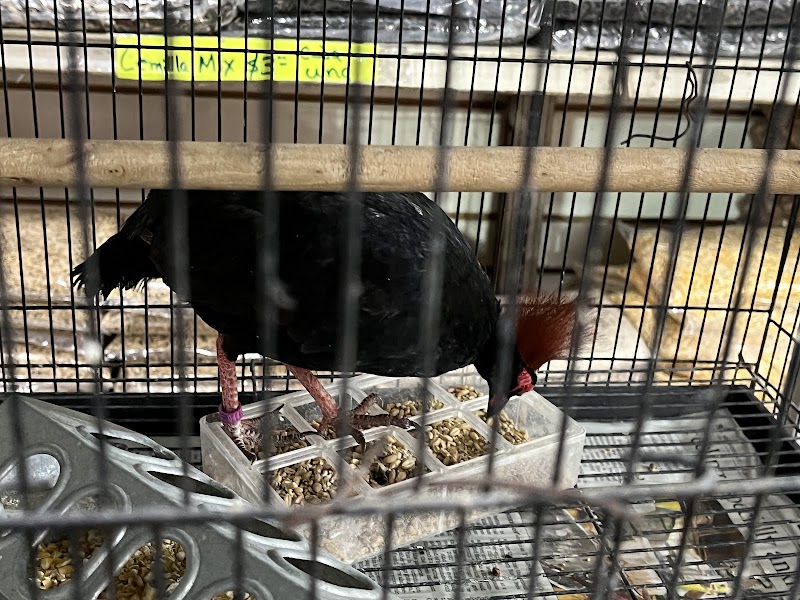 Las Dos Arelis Pet Shop & Exotic Birds photo 4