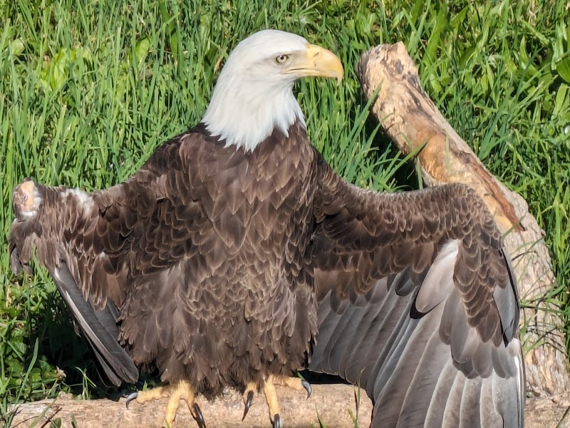 Columbian Park Zoo photo 4