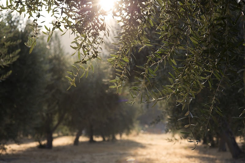 Photo of Soul Food Farm