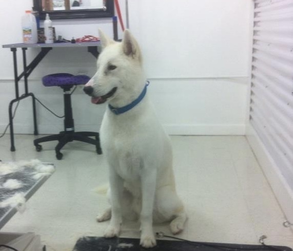 Photo of Clean Cut Grooming