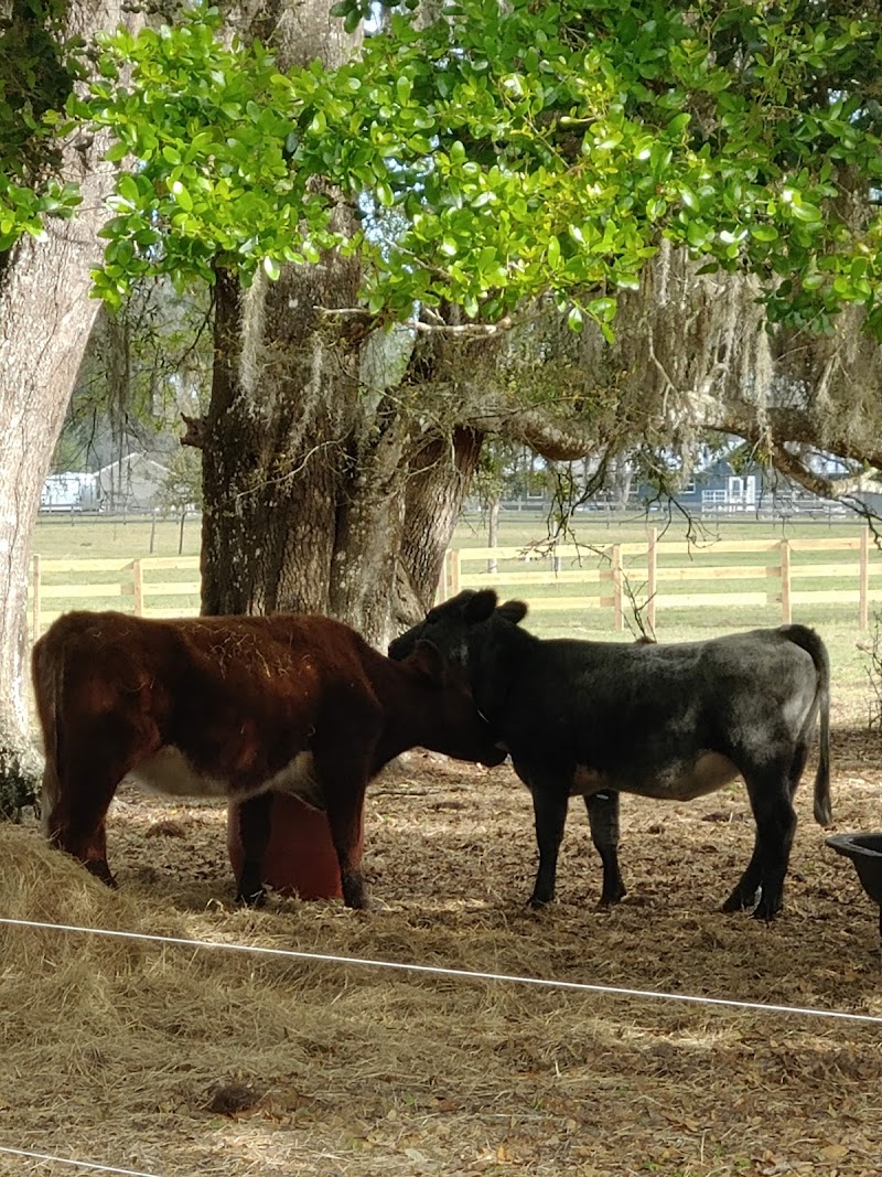 Bremily Ranch photo 3