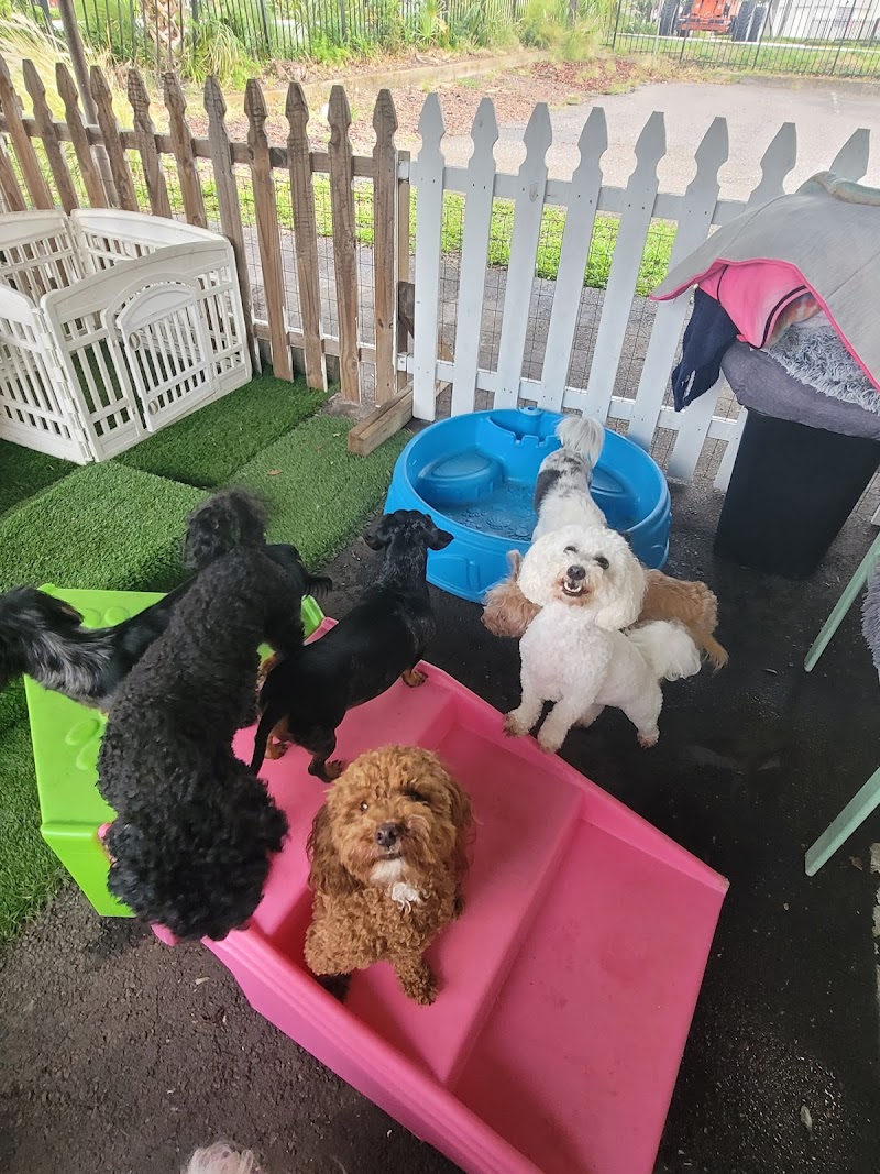 Tiny Paws Doggy Daycare "The BEST Place for Small Dogs!" photo 2