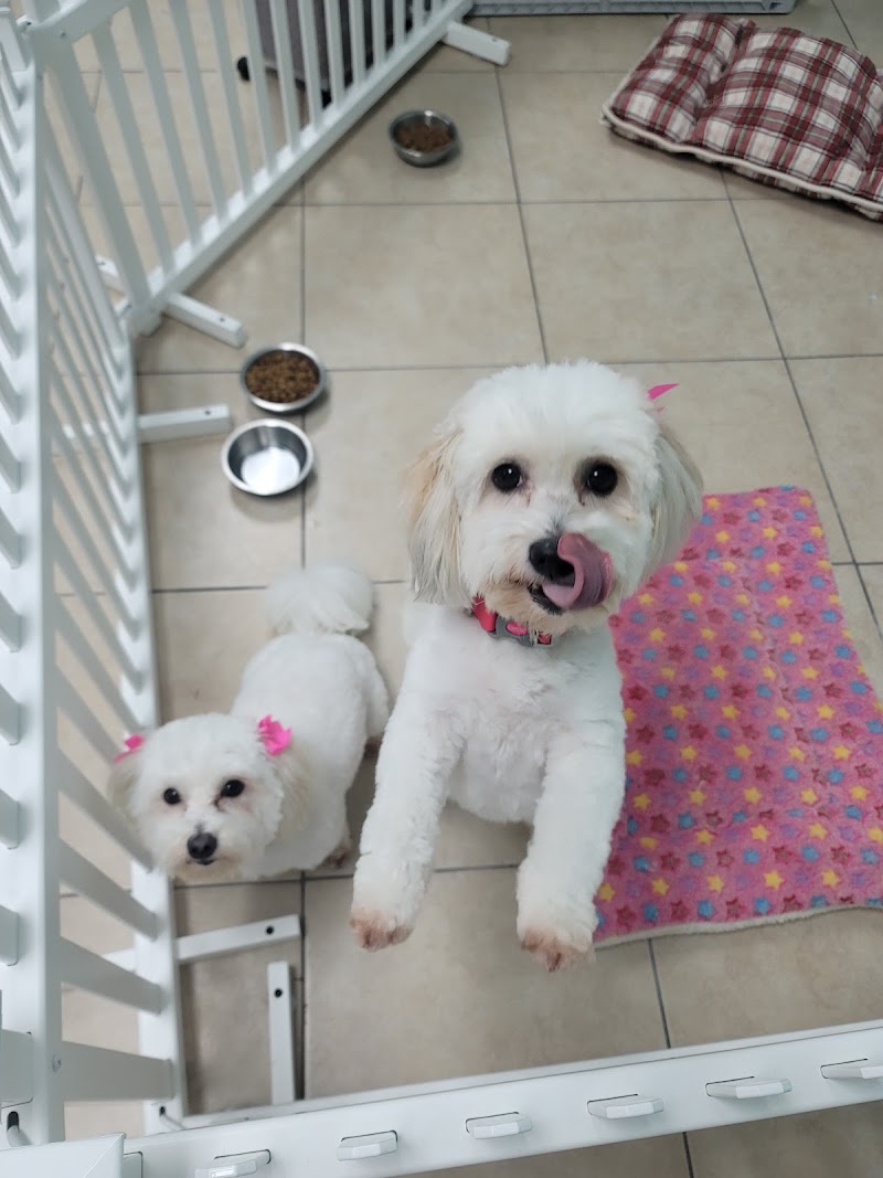Tiny Paws Doggy Daycare "The BEST Place for Small Dogs!" photo 3