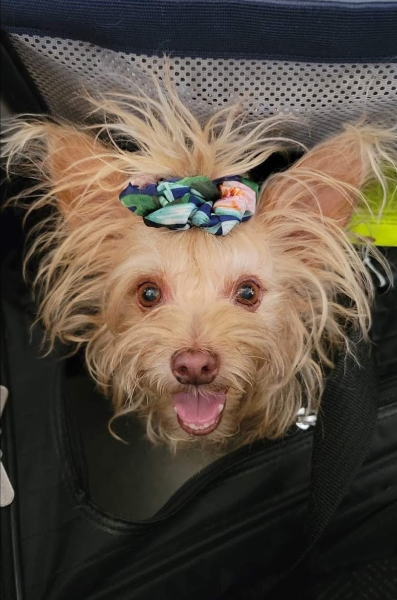Photo of Tiny Paws Doggy Daycare "The BEST Place for Small Dogs!"