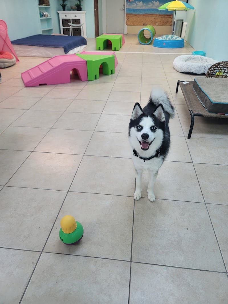 Tiny Paws Doggy Daycare "The BEST Place for Small Dogs!" photo 5