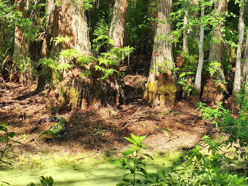 Van Fleet Trail - Bay Lake Trailhead photo 5