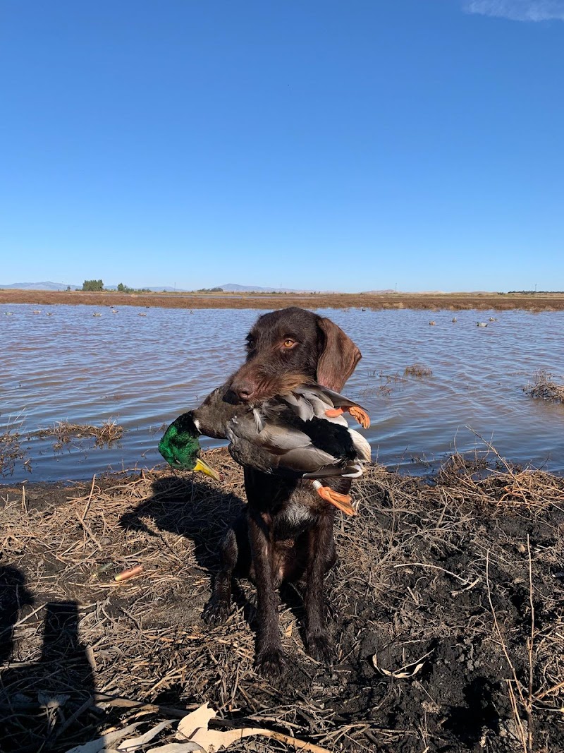 River Dog Duck Club photo 3