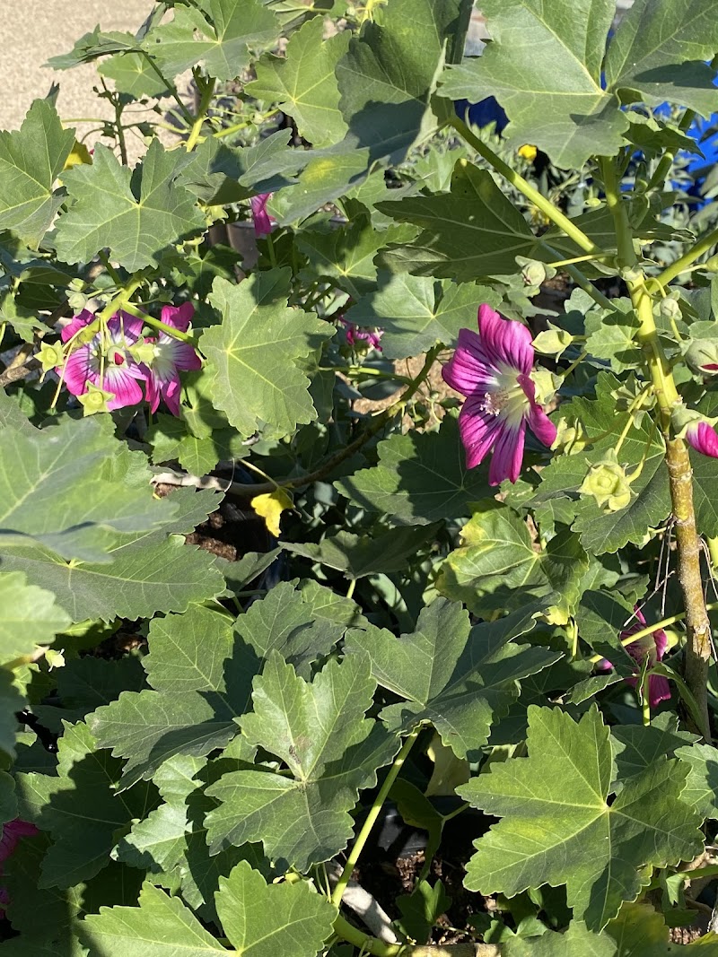 CNL Native Plant Nursery photo 4