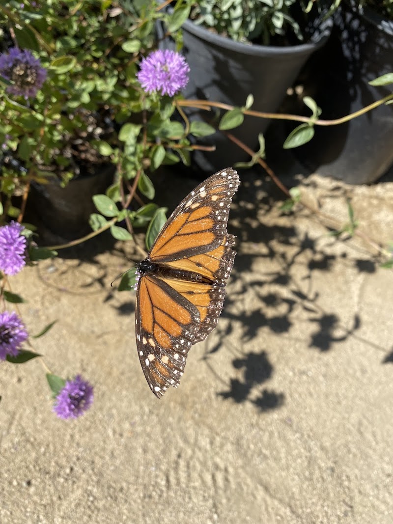 CNL Native Plant Nursery photo 5