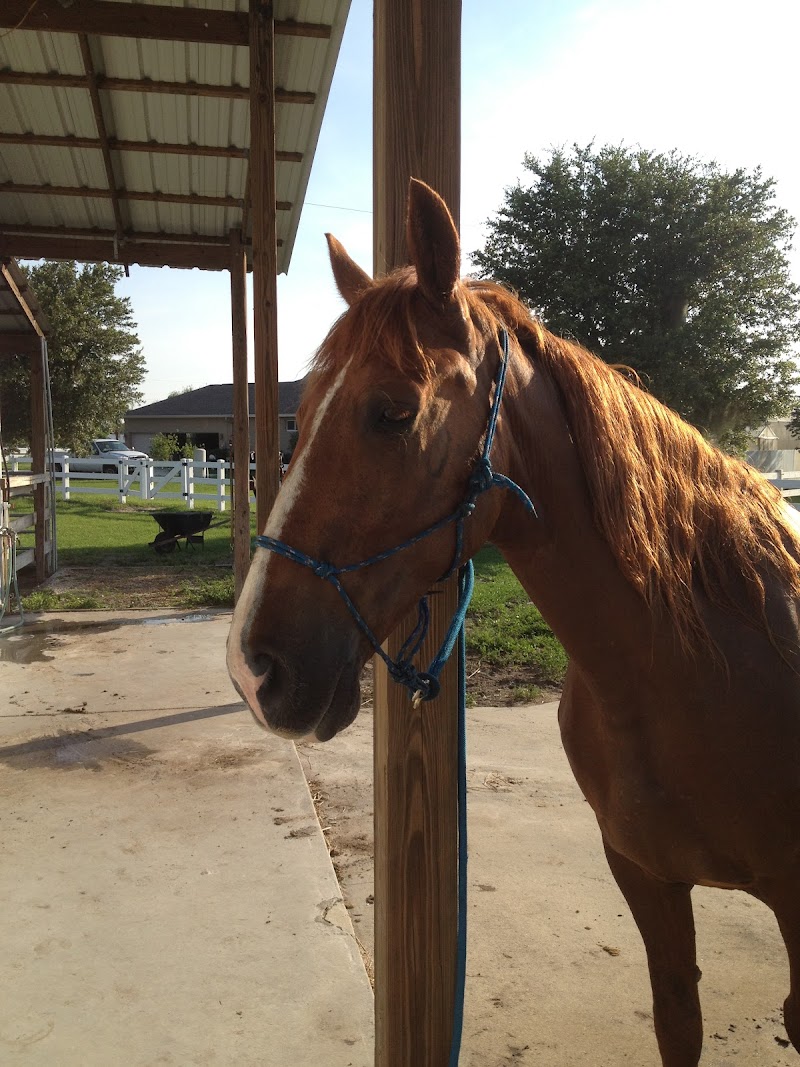Rockin' V Ranch LLC photo 4