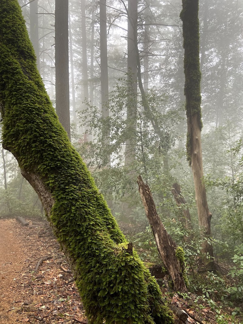 Skyline Trail photo 4