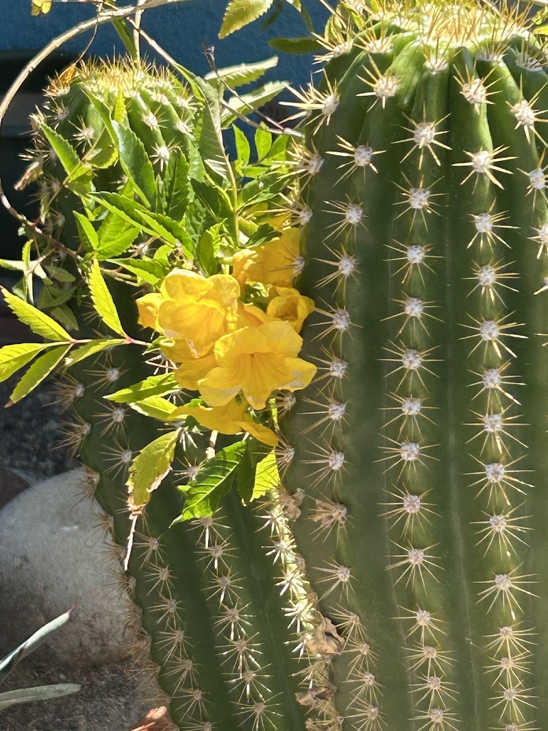 Tucson Bed & Breakfast photo 4