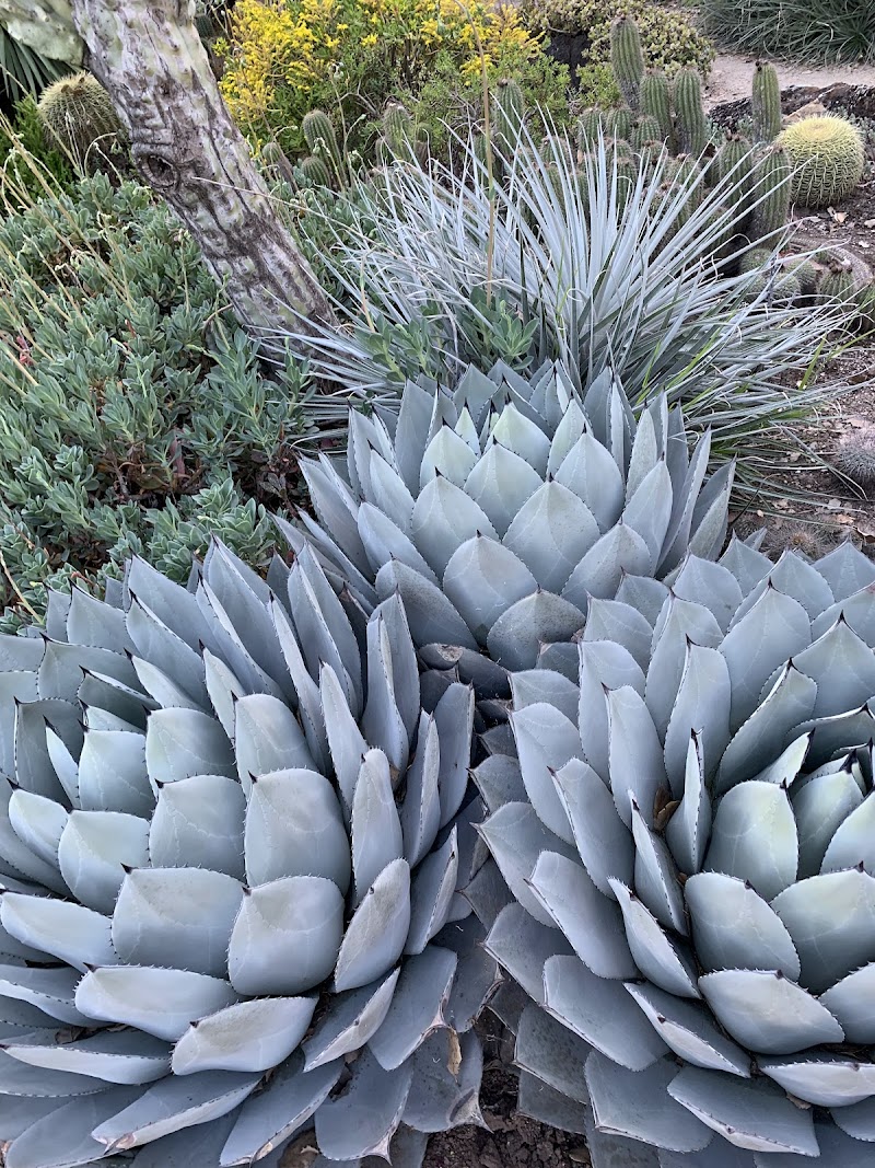 Arizona Garden photo 5