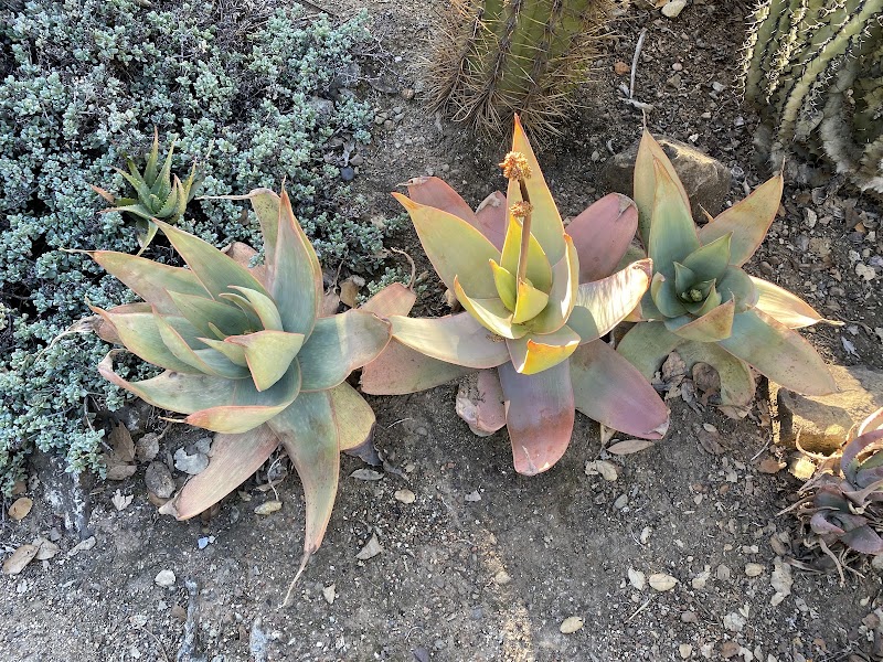 Arizona Garden photo 4