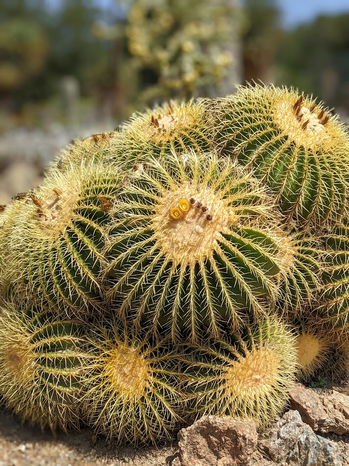 Arizona Garden photo 2
