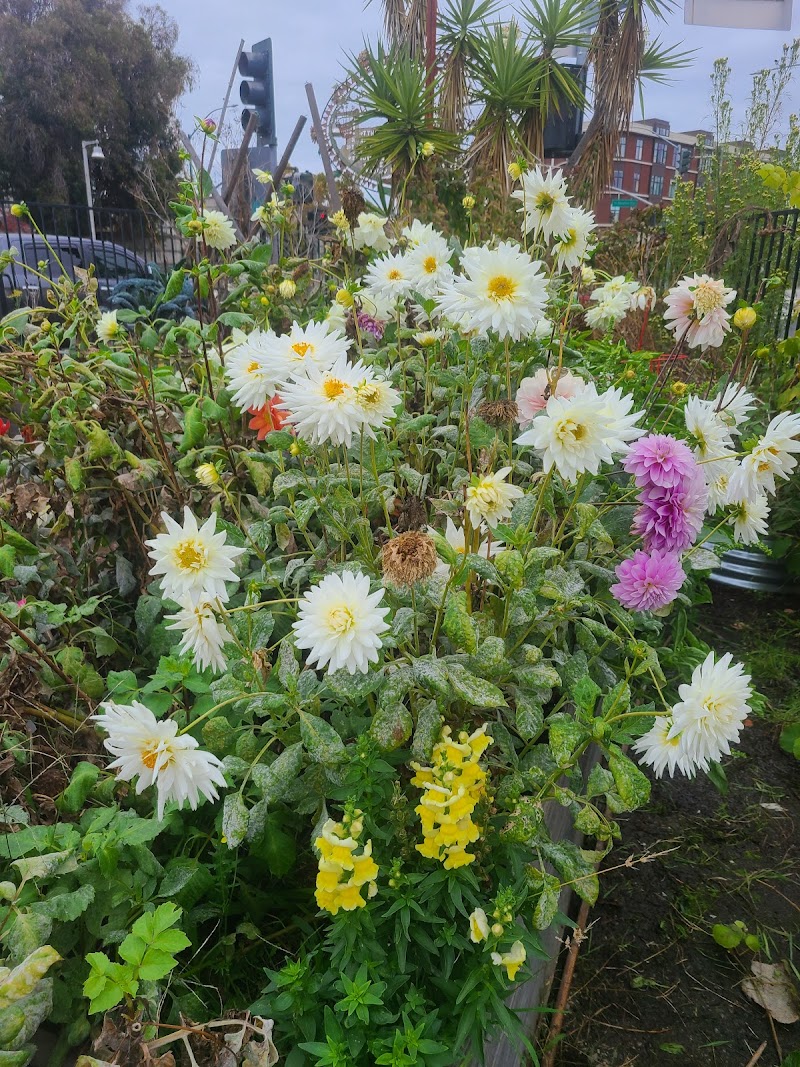Photo of Big Daddy's Complete Rejuvenating Community Garden