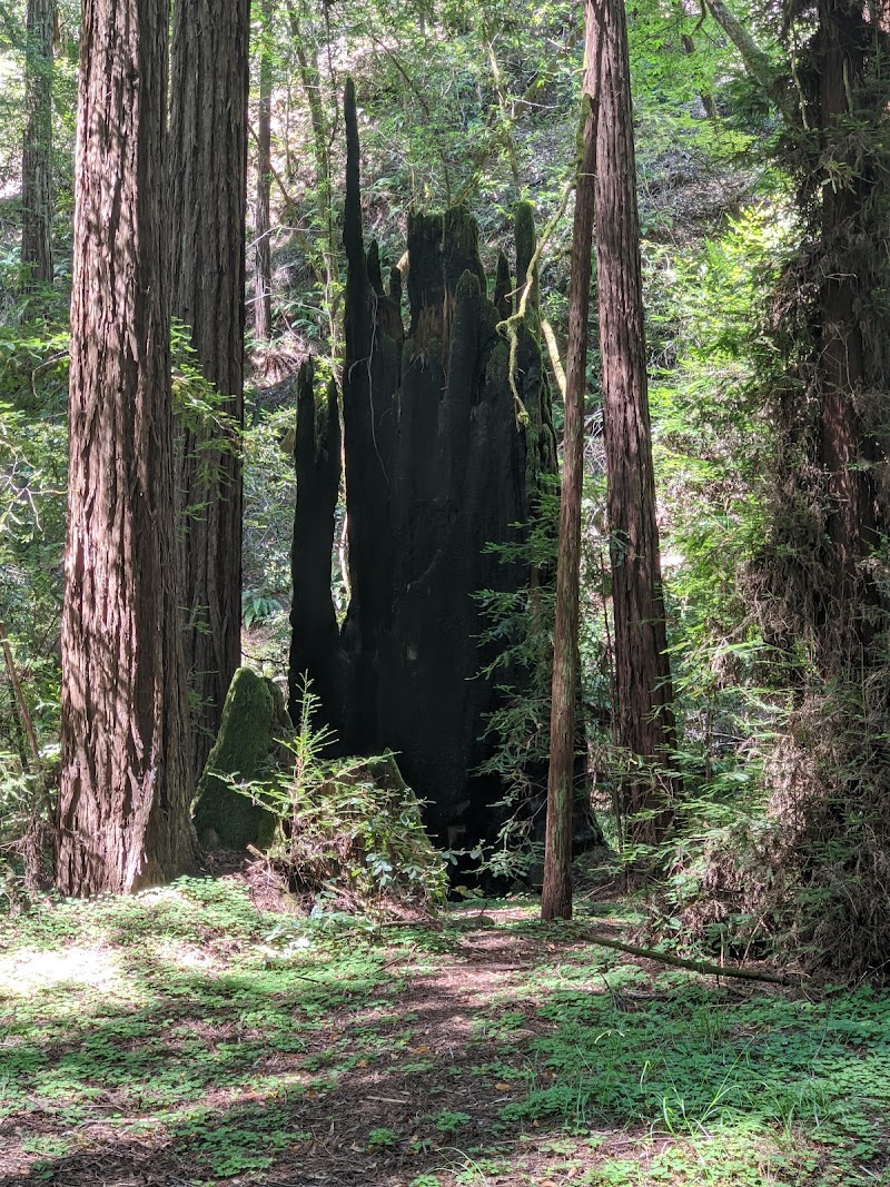 Stewards of the Coast and Redwoods photo 3