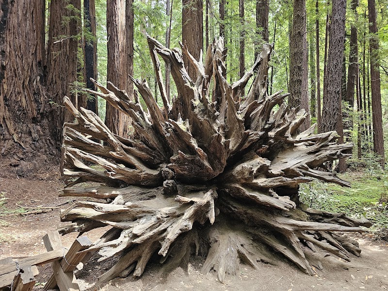 Armstrong Redwoods State Natural Reserve Visitor Center photo 4