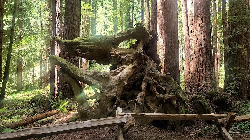 Armstrong Redwoods State Natural Reserve Visitor Center photo 3