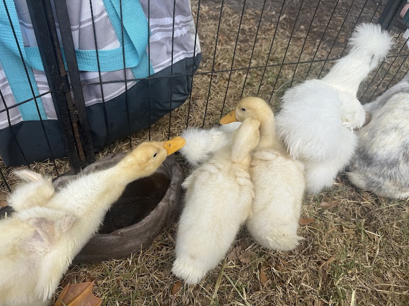 Noah's Ark On Wheels/Noah's Ark Farm Sanctuary photo 3