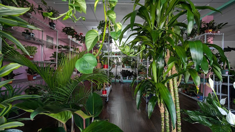KC Plants & More photo 3