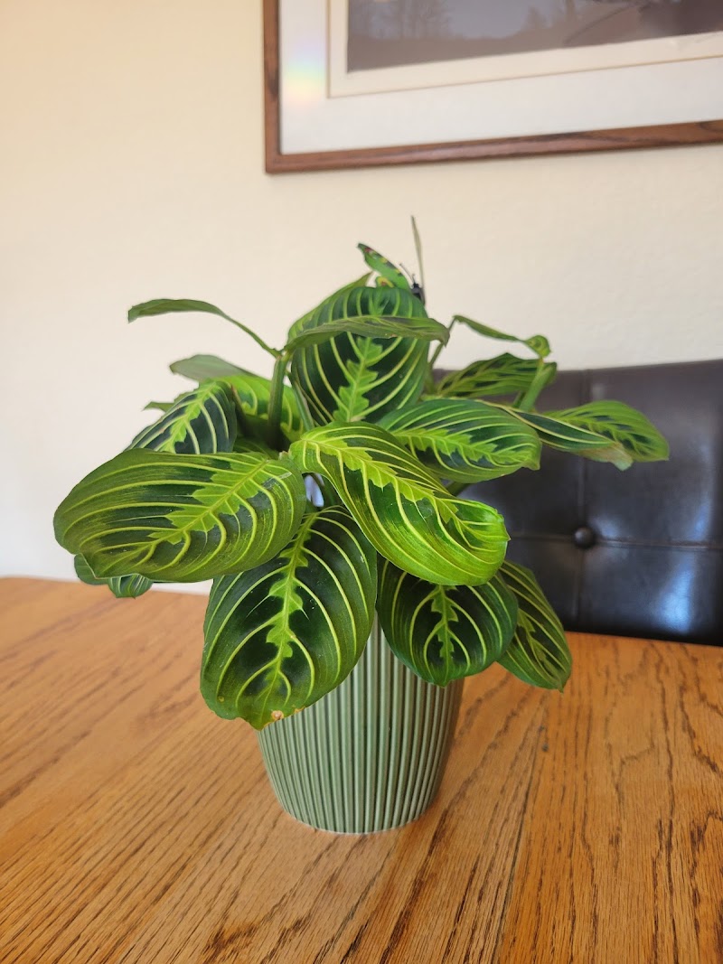 KC Plants & More photo 4