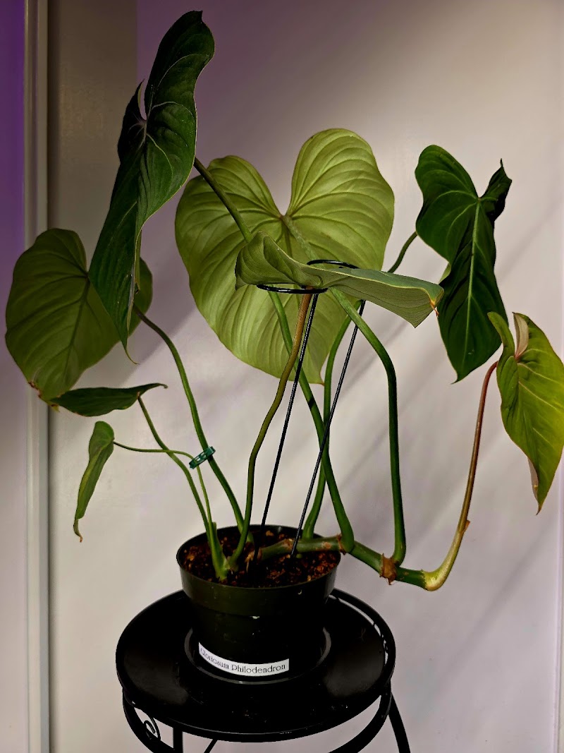 KC Plants & More photo 5