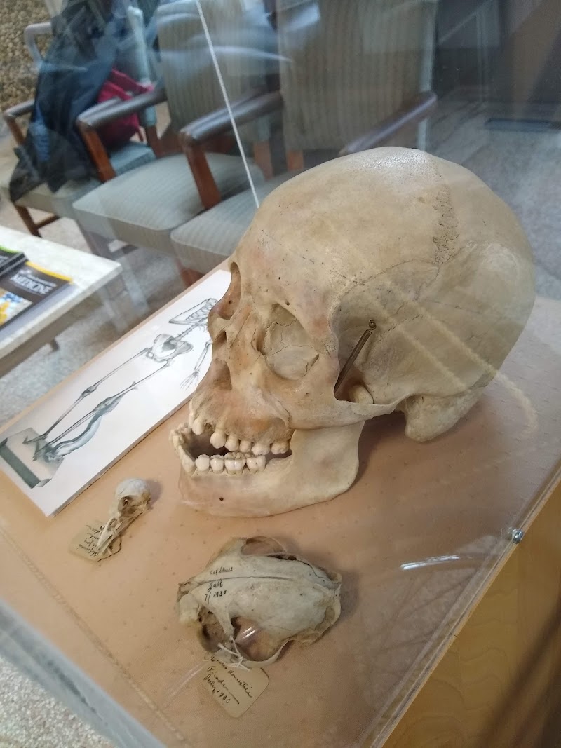 Museum of Medical History photo 3