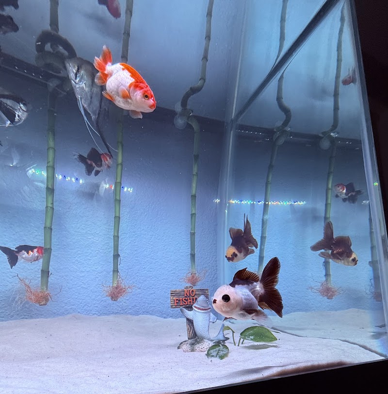 Full House Goldfish (满屋金鱼) photo 4