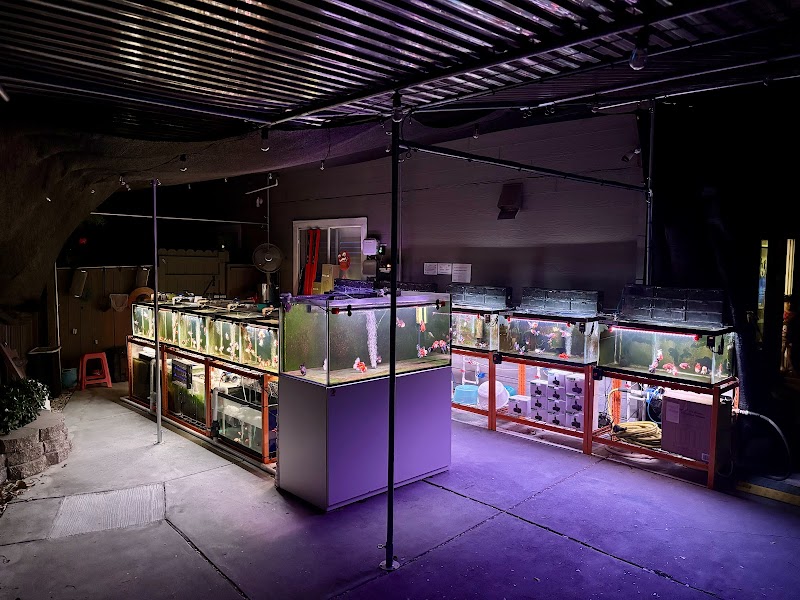 Full House Goldfish (满屋金鱼) photo 2