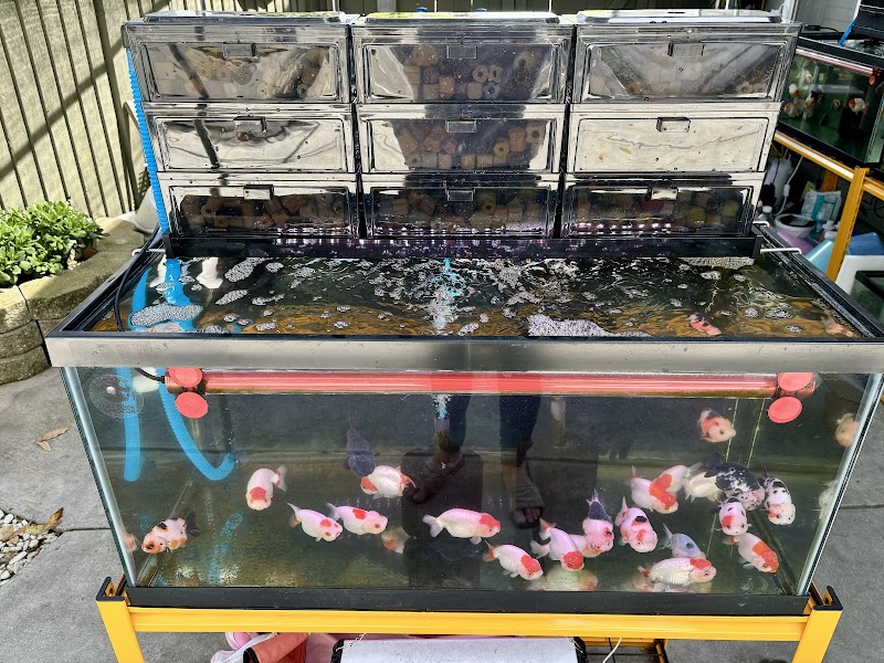 Full House Goldfish (满屋金鱼) photo 3