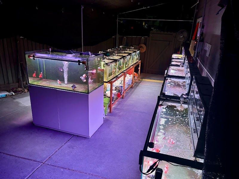 Full House Goldfish (满屋金鱼) photo 5