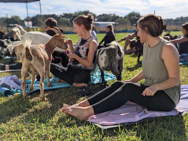 The Little Yogi - Goat Yoga Tampa photo 2