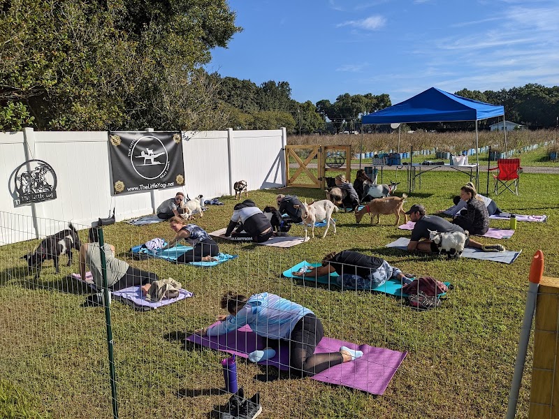 The Little Yogi - Goat Yoga Tampa photo 4