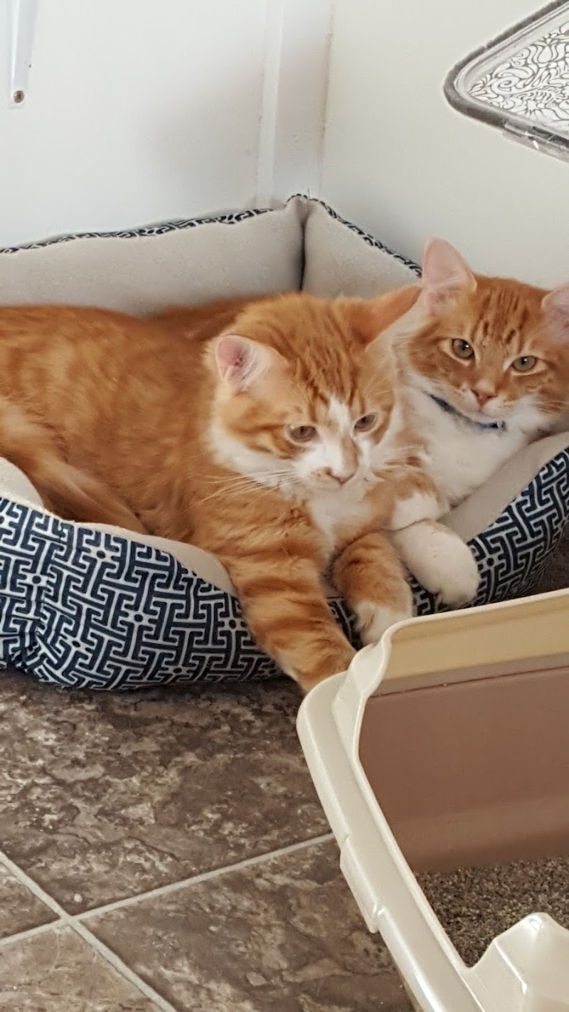 Photo of Kittercare