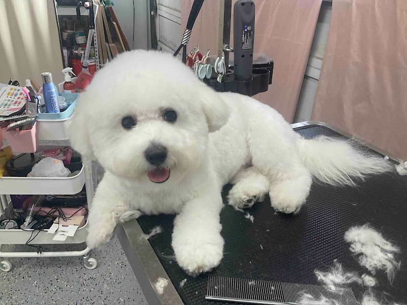 Petit Paw Grooming photo 3