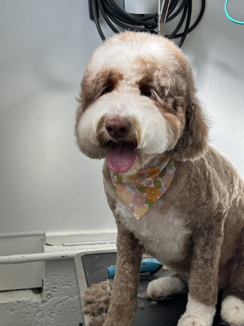 Photo of Petit Paw Grooming
