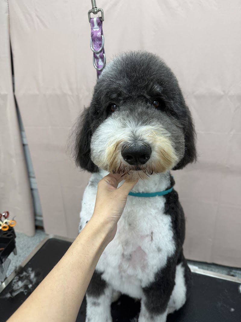 Petit Paw Grooming photo 4