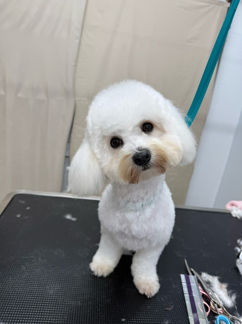 Petit Paw Grooming photo 5