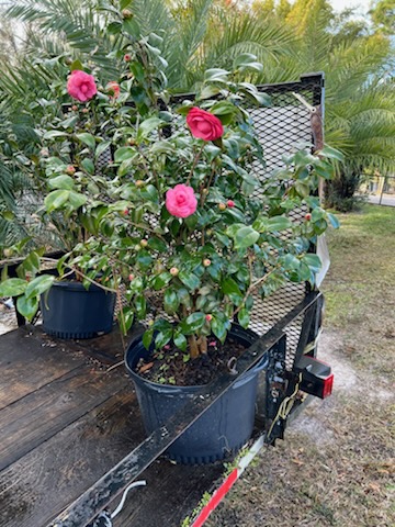 Lake Keystone Tree Farm photo 4