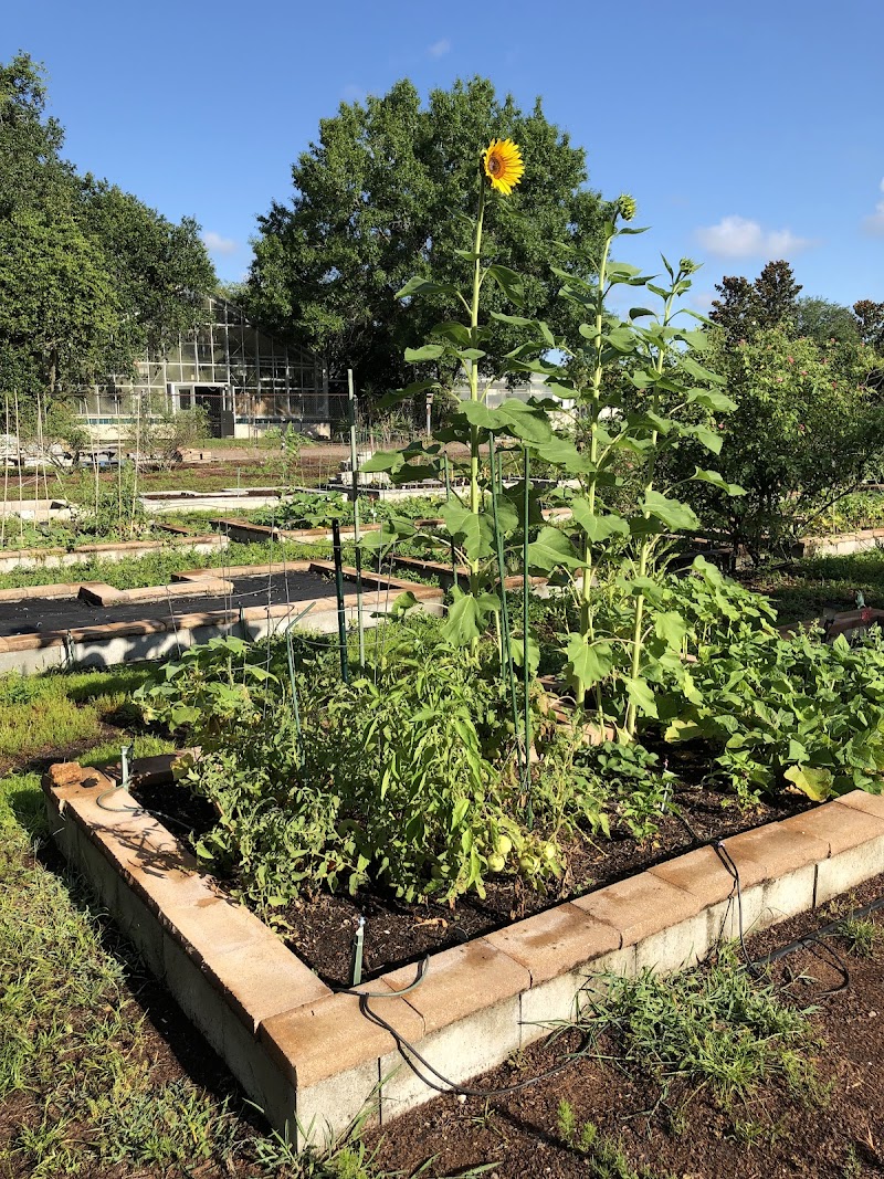 Photo of Plant city commons community garden