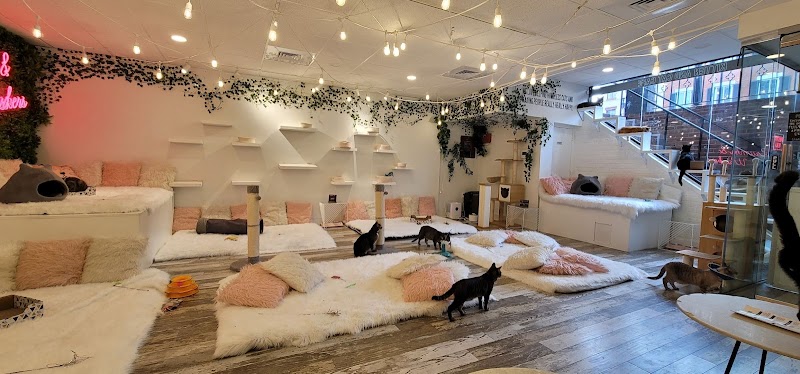 Photo of Crumbs & Whiskers | Kitten & Cat Cafe.