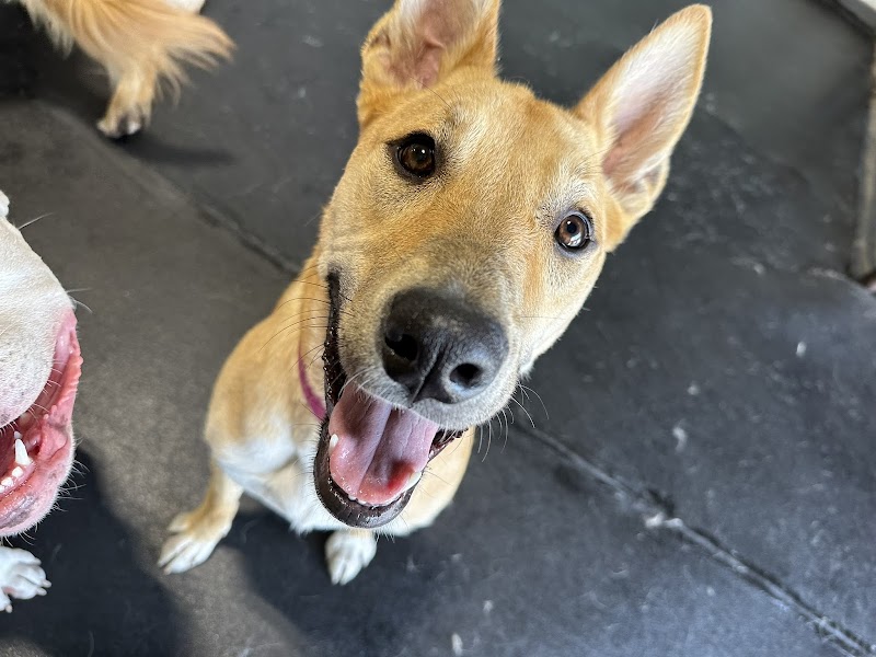 PupTown Dog Daycare & Boarding photo 5