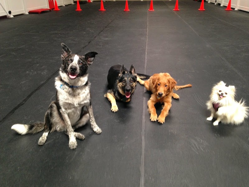 Photo of PupTown Dog Daycare & Boarding
