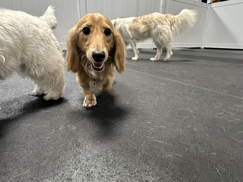 PupTown Dog Daycare & Boarding photo 2