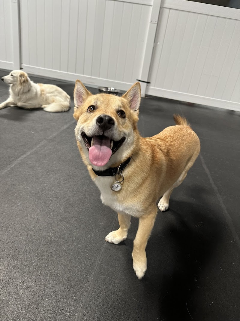 PupTown Dog Daycare & Boarding photo 4