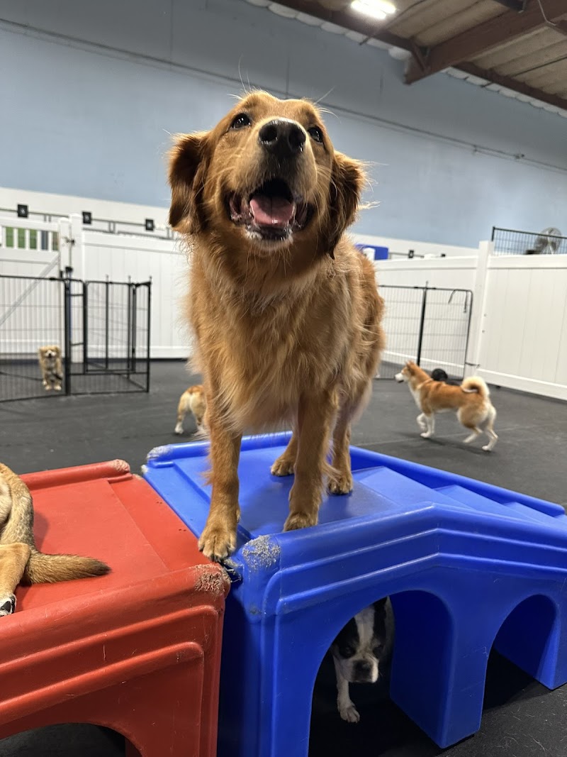 PupTown Dog Daycare & Boarding photo 3